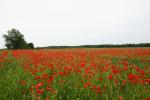 Mohn ohne Ende