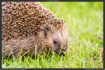 Igel 2