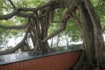 Ficus Benjamini