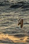 Kitesurfing in Fuerteventura (3)