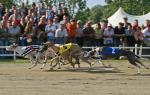 Endlauf Greyhound