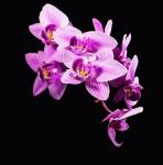 Orchidee #3