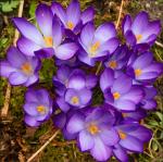 Frühling im Garten