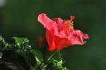 Hibiskusblüte 2