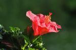 Hibiskusbüte mit dem 4,0/300mm Sigma