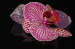 Orchidee01