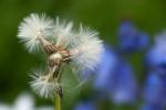 Pusteblume