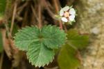 Miniblüte, Name gesucht - mit Blatt