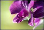 Orchidee1