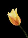 gelbe Tulpe