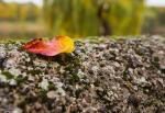 Lonely leaf