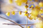 Wintersweet in Snow