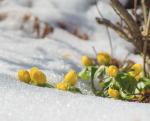 winterlinge im schnee