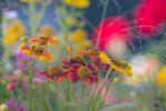 Sommerblumen mit Bokeh