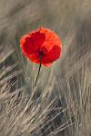 Mohn_3