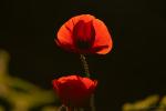 Angebeteter Mohn im Abendlicht