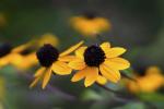 rudbeckia triloba