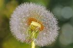 Pusteblume2