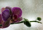 schon wieder eine Orchidee
