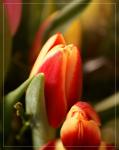 Tulpe