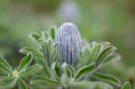 arktische Lupine