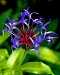 Schöne Centaurea