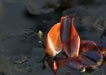 Blatt im Teich