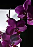 Orchidee im Gegenlicht