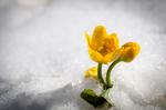 Blume im Schnee