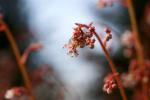 Blume im Garten