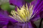 Clematis