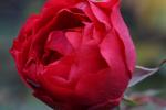 Makro Rose
