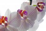 Orchideen QQ r90