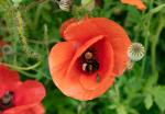 Mohn