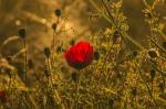 Mohn