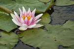 Blume im Teich