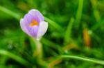 Kitschi - Crocus longiflorius