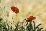 Mohn