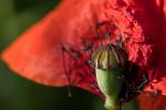 Mohn