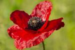 Mohn