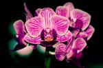 Orchidee