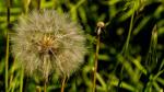 Pusteblume