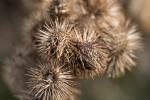 Distel im Herbst