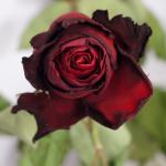 Rote Rose