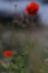 Mohn