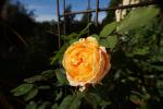 Crown Princess Margareta