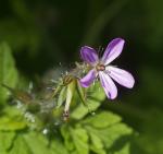 Kleine Blüte