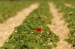 Einsamer Mohn im Erdbeerfeld