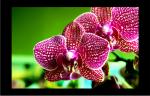 Orchidee