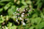 Frühling im Botanischen Garten